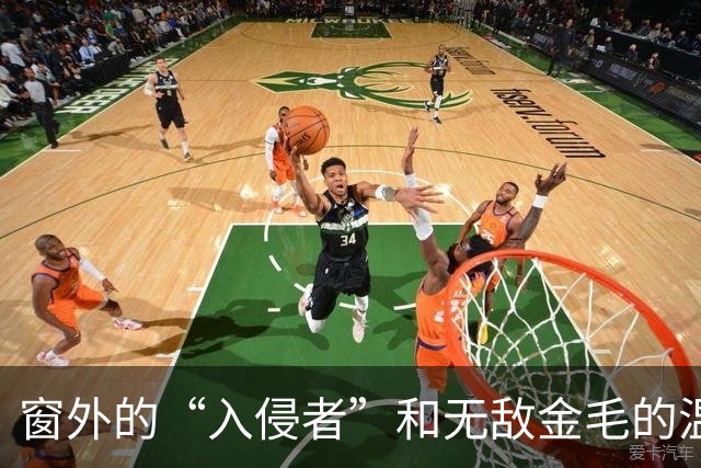 窗外的“入侵者”和无敌金毛的温馨接待